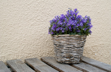 Glockenblume