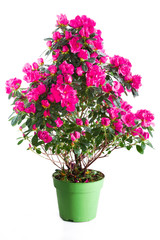 Blossoming plant of pink azalea in green flowerpot isolated on w