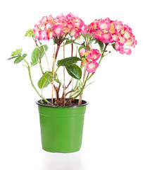 Blossoming plant of hydrangea in green flowerpot isolated on whi