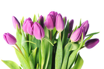 violet tulips