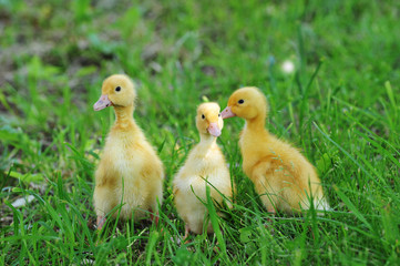 three fluffy chicks