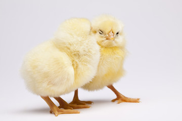 Baby chicks