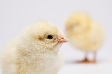 Chicks