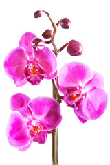 Fototapeta na wymiar Beautiful purple orchid isolated on white