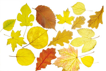 Желтые листья изолированные на белом фоне