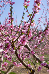 arbres fruitiers