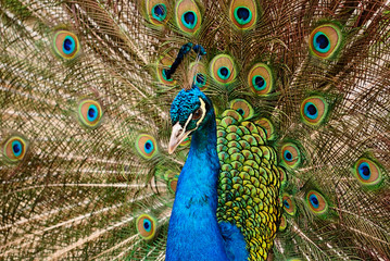 Obraz premium peacock