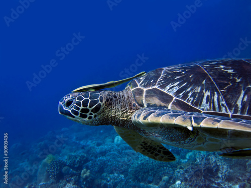 What Cleaner Fish Can Live With Turtles Ins pel icul a com ple ta What Cleaner Fish Can Live With Turtles Ins pel icul a com ple ta