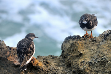 Ruddy Turnstone