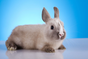 Obraz premium Baby bunny