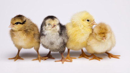 Chicks