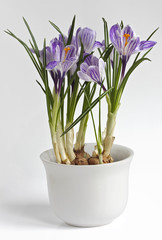 Crocus in a pot