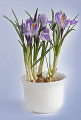Crocus in a pot