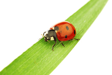 ladybug on grass