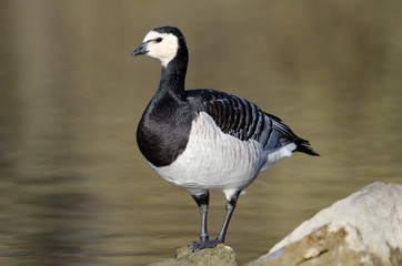 Weißwangengans, Barnacle goose, Branta leucopsis