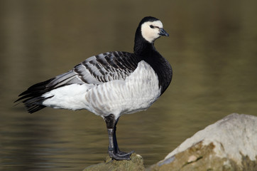 Weißwangengans, Barnacle goose, Branta leucopsis