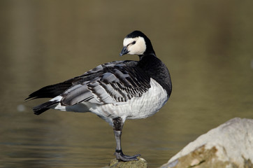 Weißwangengans, Barnacle goose, Branta leucopsis