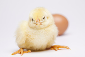 Obraz premium Baby chick
