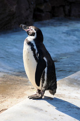 Naklejka premium Pinguin im Sonnenschein