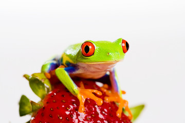 Frog on a fresh strawberry