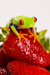 Frog on Strawberries