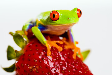 Fototapeta premium Strawberry Frog