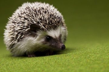 Hedgehog