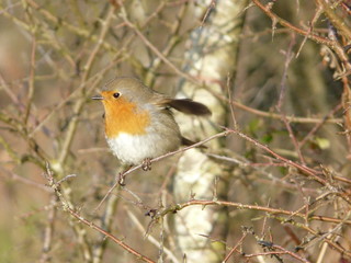 Rouge-Gorge / Robin