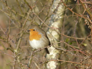 Rouge-Gorge / Robin