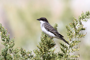 Eastern Kingbird (Tyrannus)