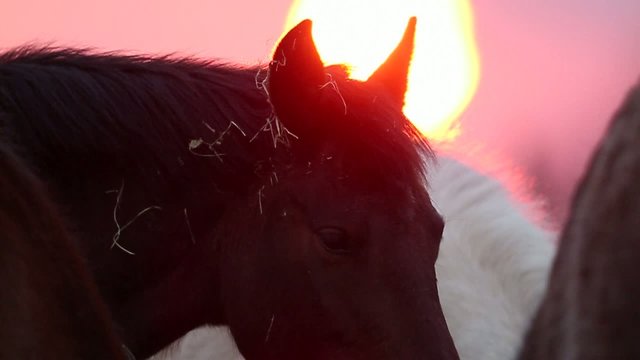 cheval