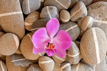Obraz na płótnie Canvas kamienie i Orchidea