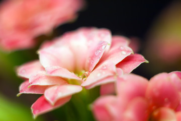 Drops in the pink kalanchoe flowers