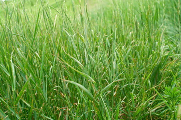 green grass