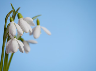 Beautiful snowdrops on a blue background