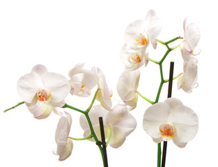 Naklejka na ściany i meble White orchid isolated on white background.