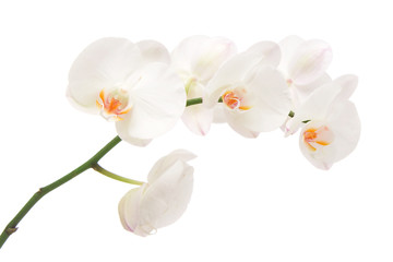 Fototapeta premium Biała orchidea na białym tle.