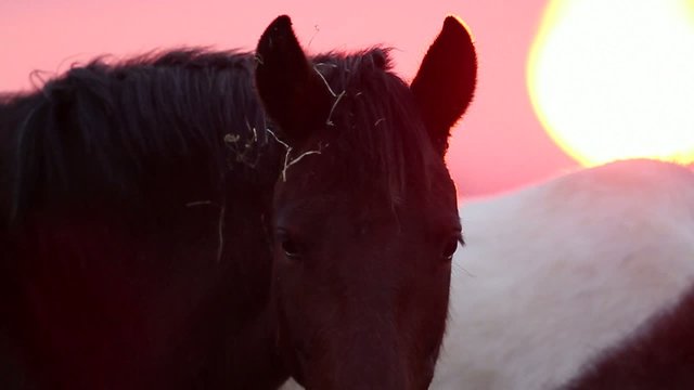 cheval