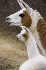 Llamas (Lama glama)