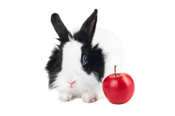 rabbit with red apple isolated