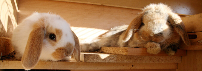 bébés lapins