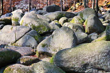 Felsen im Wald