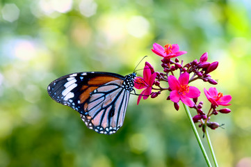 tiger butterfly