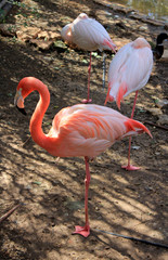 Three Pink Flamingo