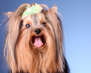 Yorkshire Terrier puppy on blue background