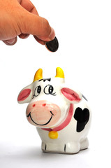 Cow coin box on white background