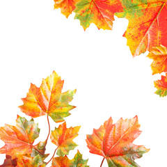 Fall  Leaves