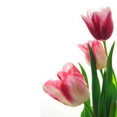 Fototapeta premium Tulip Blossoms