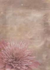 textured old paper background with dark pink Chamelaucium