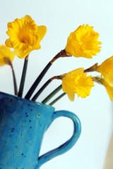 daffodils in vase